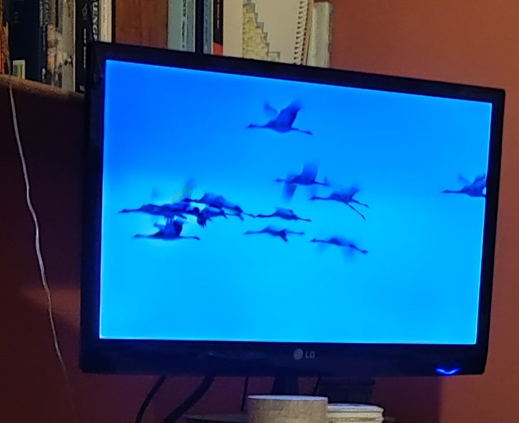 vickihird's tweet photo. Great to see @LincsWildlife on @BBCCountryfile talking fenland nature #storks #bitterns #raftspider & need for rewetting & fens are a vital #carbon store. Need drainage governance #IDBs.. Lots of ag may need to move eventually as climate heats seas= more precipitation= flooding. https://t.co/XNe4CM3mVa