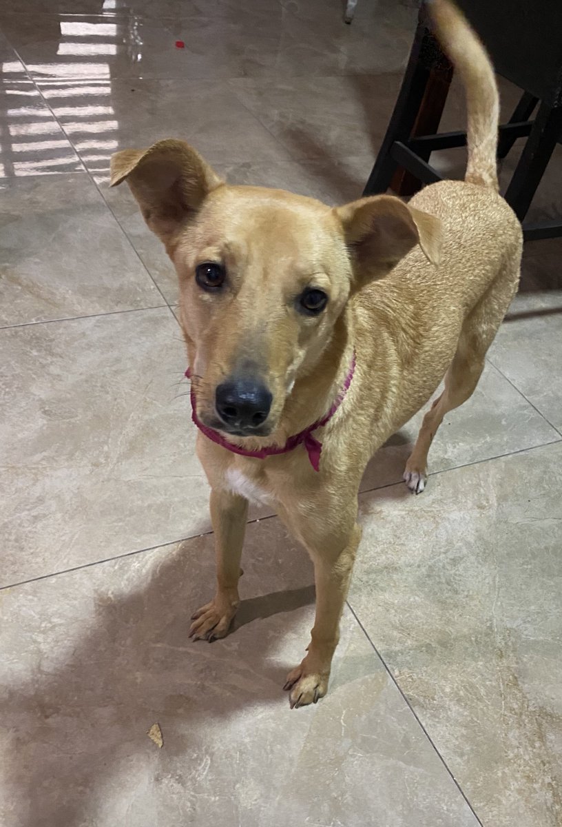 rowancyfps's tweet image. 🐶 el bazar de mimi 🐶

en continuo apoyo al tratamiento de mimi, les traigo estas joyitas a precio de remate 😈

1️⃣ ZOWIE XL2546K con DyAc (como nuevo con TODOS los accesorios) $6900mxn + cooler amd stealth wraith de regalo ;p

2️⃣ GPU GTX 1080 ROG STRIX OC (como nueva) $2999mxn…