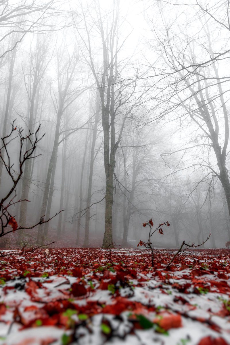 #MistyWoods
#FoggyForest
#NatureMoods
#WinterWhispers
#CrimsonLeaves
#SnowySilence
#MagicalMornings
#EnchantedForest
#ForestDreams
#SerenityScenes