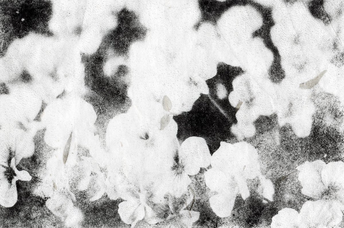 Good night 🌑
Violets from <a href="/objktcom/">objkt</a>