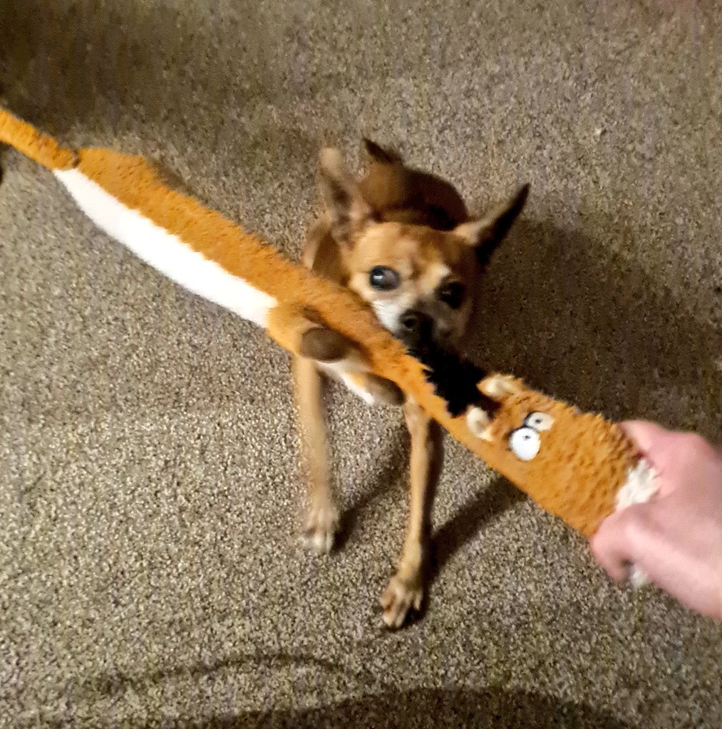 LaylaCodesIt's tweet photo. My lovely Lily (grey muzzle and white chest) is 15 and she still wants to play!!!
She still has zoomies and shit stirs 🤭🤭
She and Cookie (4) are ganging up on me during tug-o-war!

#minpins #miniaturepinscher #seniorpup #seniordog https://t.co/5vj6njg9xP