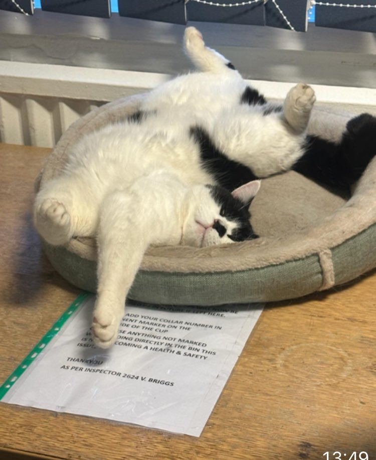 stationmoggy's tweet photo. Thought I’d show our new Sgt at the Firth how I roll 😹😹
welcome to Rural NPT Sgt Ramsden , I like dreamies Thankyou 💰 
#ToeBeans 🦶 
#WorkingCats
#PoliceCats https://t.co/D31g5CKunf