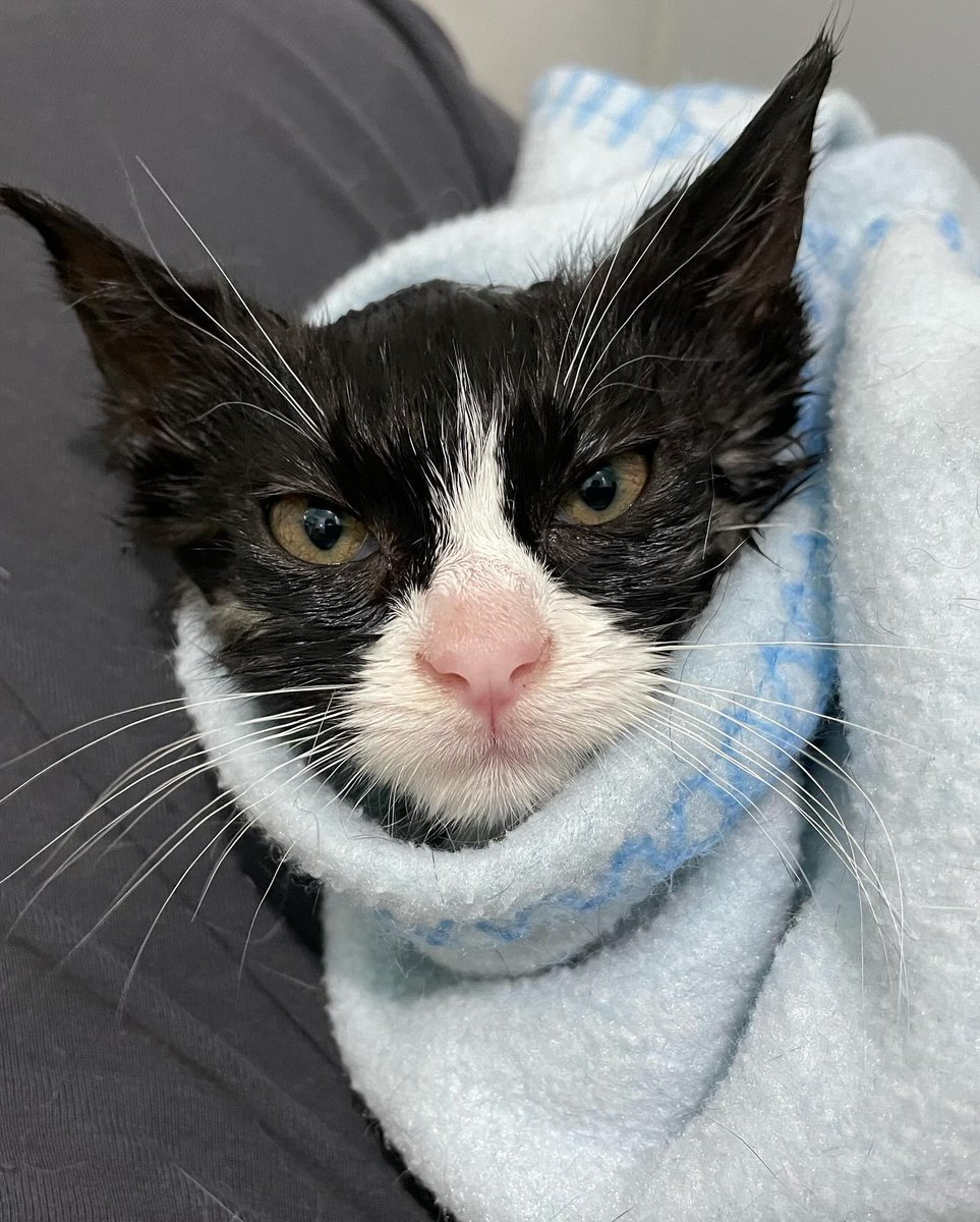 cqk5az07dhd80hg's tweet photo. Nothing sweeter than a freshly bathed kitten! 💕🐈⬛ #rescuekitten #kittens #adorable #adoptdontshop #cats #save #donate #poorcats #helpcats #donate #poorcats #helpcats #uanimals #ukrainepets #animalrescue #helpanimals #Catsrescues #Ukraine #UkraineWar #poorcats #helpcats https://t.co/CjnJ6Ax8OC