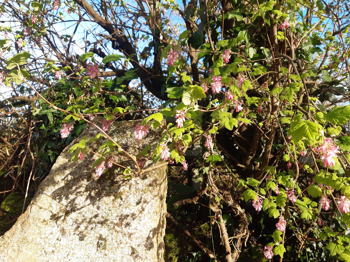 Flowering Currant #SignsOfSpring #wildflowerhour