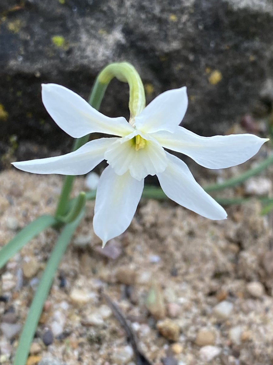 So hauntingly beautiful Narcissus watieri first ever flower on our sand bed it’s nearly 3 inches tall.