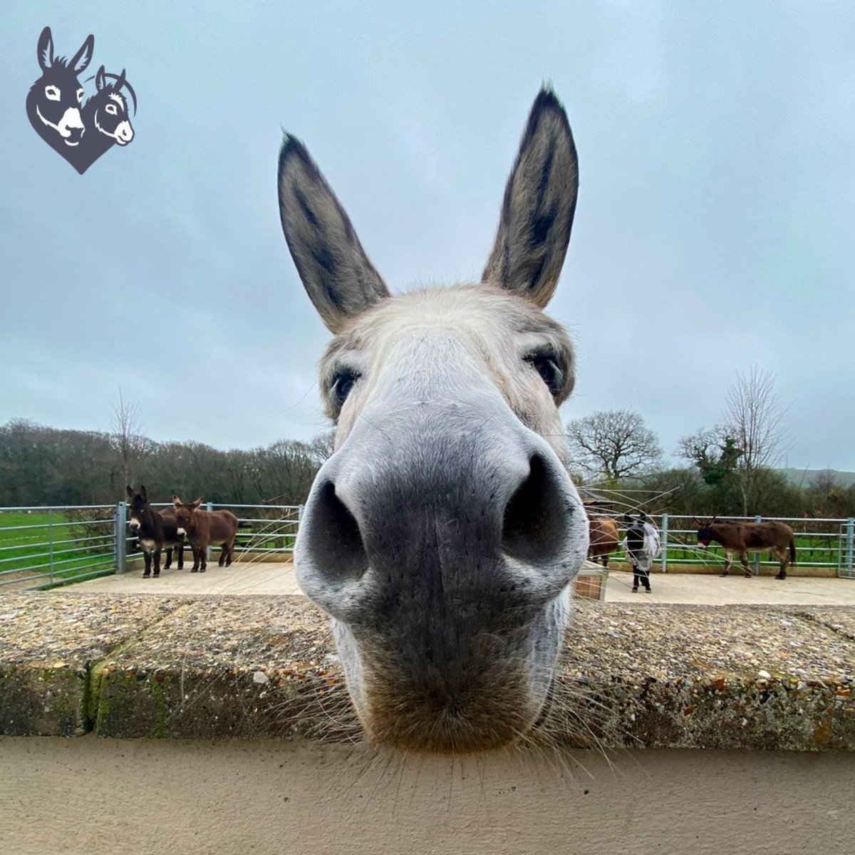 📅 15th March 2024
🏷️ Instagram/donkeysanctuary
💕 #animaloftheday