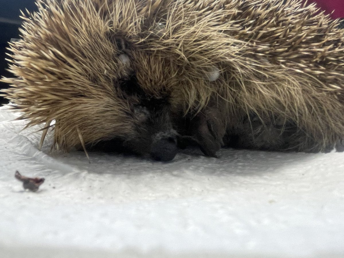This poor sweet boy is Barnaby, found out in the day by a lovely ‘postie’ called Lucy, she wouldn’t walk past this dying baby. Barnaby’s very weak & dehydrated & has a small wound on his head. He’s had antibiotics & emergency fluids, he’ll then be assessed for internal parasites.