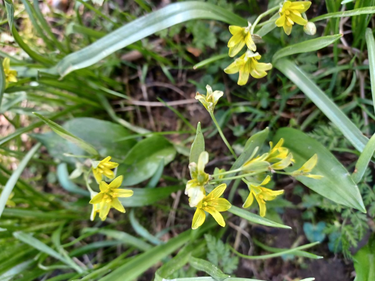 #SignsOfSpring #wildflowerhour
Star of Bethlehem  (Gagea lutea) found in South Cumbria  this week.