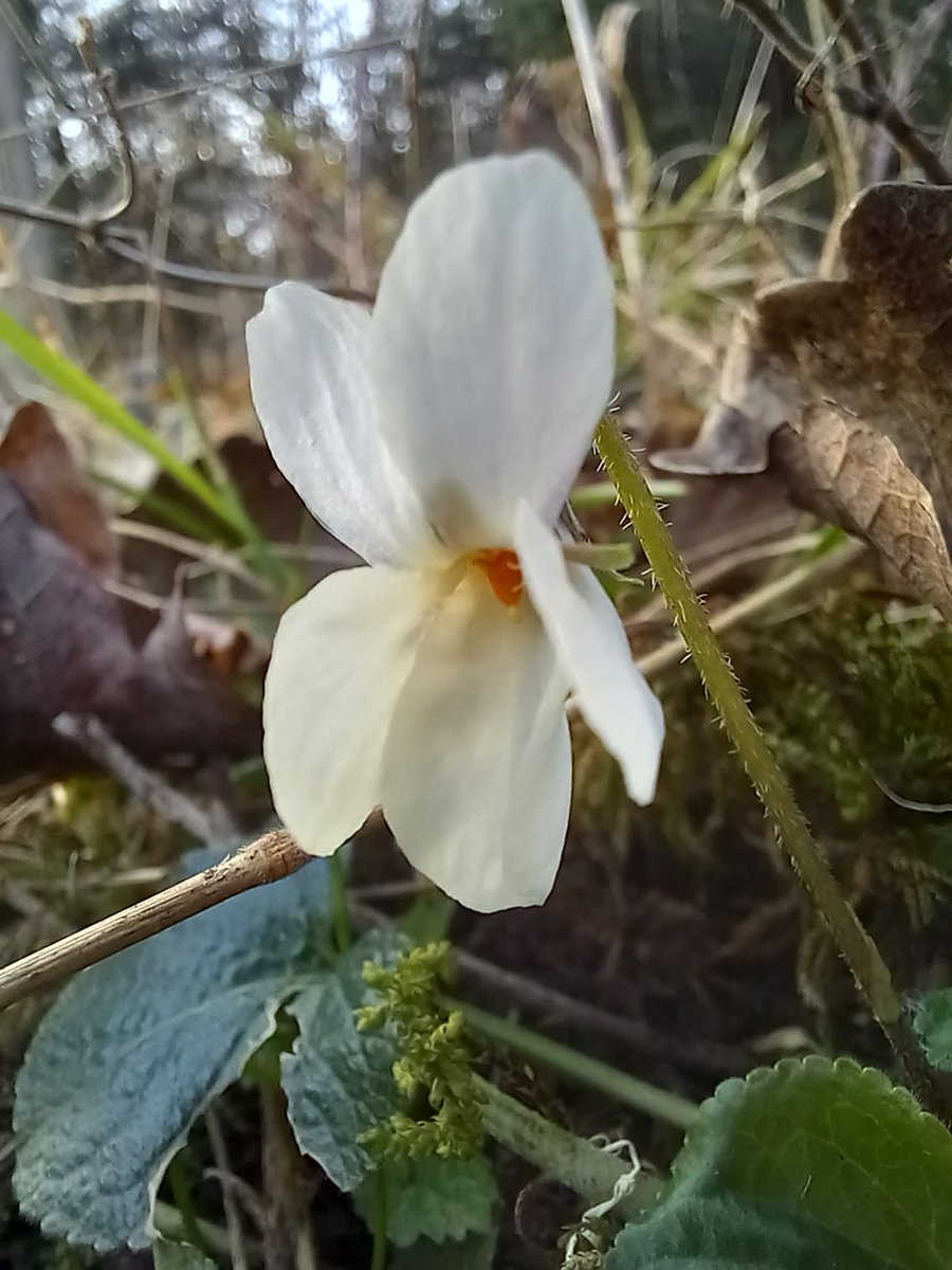 Neil Forbes tweet media