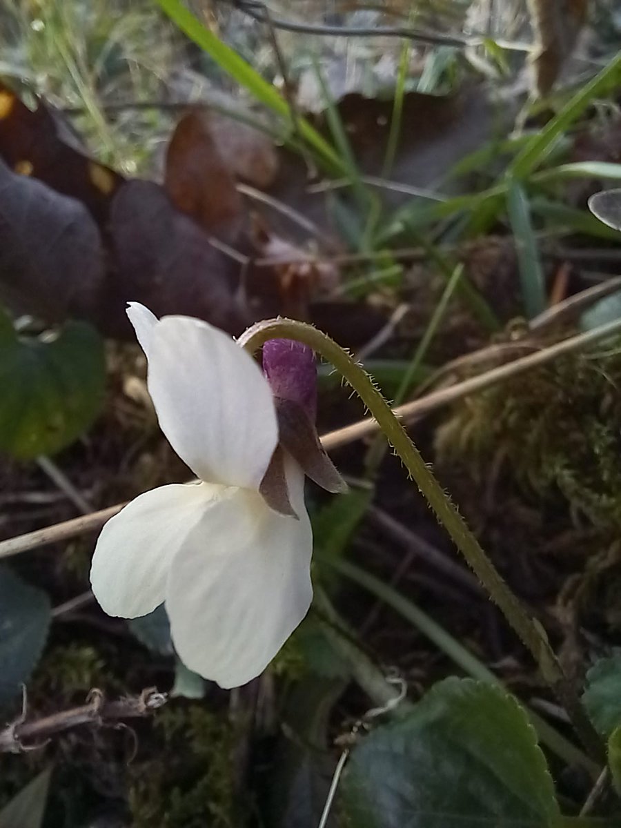Sweet #Violets, sure #SignsOfSpring for #WildflowerHour. This is a classic habitat for it - limestone #woodlands - but it's distribution is confused by cultivation.
Eaves Wood, #Silverdale
plantatlas2020.org/atlas/2cd4p9h.…
