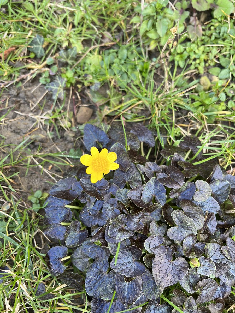 I thought this was a celandine growing in my garden but the leaves are purple. Is there a variety with leaves like this? #WildFlowerHour #wildflowerID #signsofspring
