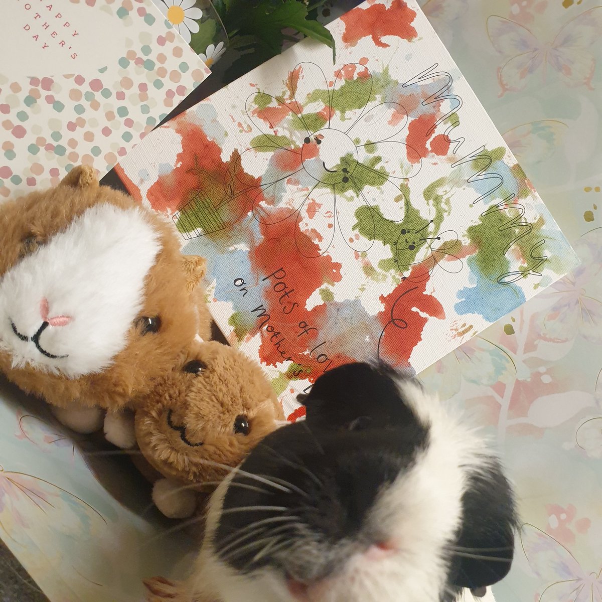 Quzerock's tweet photo. Happy Muma's Day from the Stars ...

They did me a lovely painting 🖼 😍 🎨

#guineapig #guineapiglove #guineapigsofig #guineapiglife #guineapiggy #guineapiggies #cavy #cavylove #feedingguineapigs #cavies #guineapigmothersday #guineapigplush https://t.co/HsUfCwqQGZ