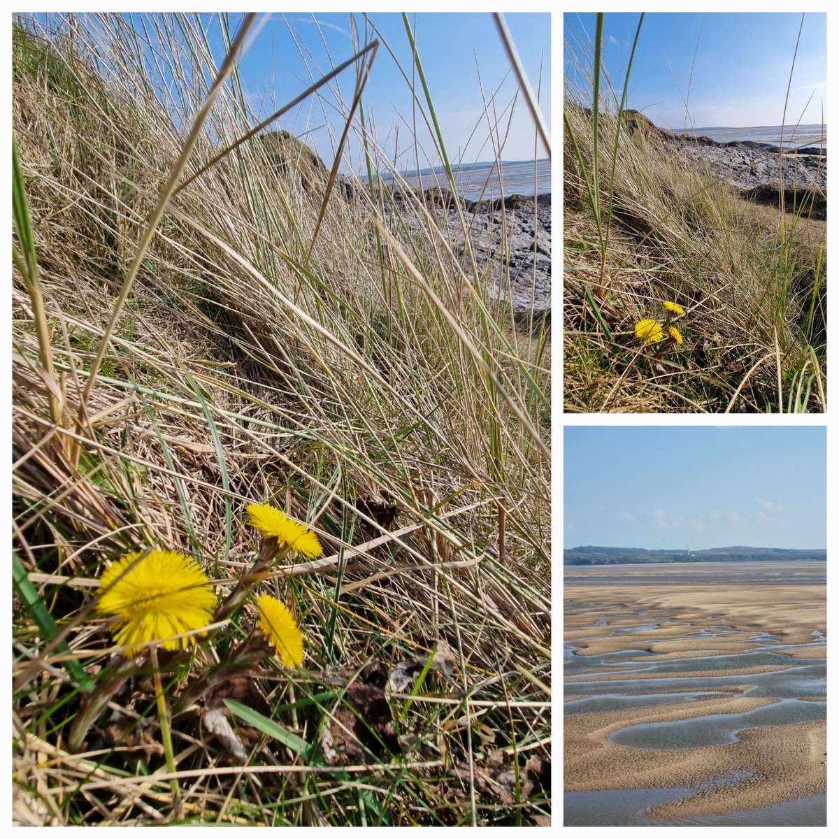 Coltsfoot/feet , nestling in the dunes near Millom #SignsOfSpring yesterday @wildflower_hour #wildflowerhour @BSBIbotany