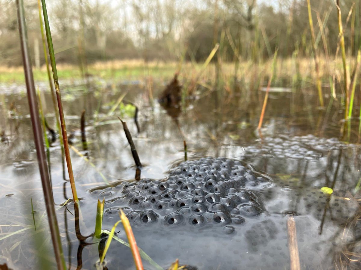 #SignsOfSpring down on our Castor Hanglands NNR this week. Marsh Marigolds are coming into flower and the NNR team have spied their first frogspawn 🐸 #wildflowerhour