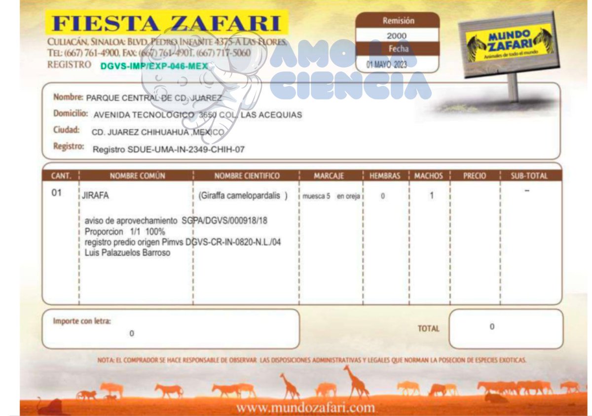 En cuanto al caso de Benito señalamos que el dueño del criadero de dónde lo llevaron al parque central es hijo de Luis Palazuelos ex presidente de <a href="/azcarmx/">AZCARM</a>

Otro de los "expertos" que <a href="/Claudiashein/">Claudia Sheinbaum Pardo</a> y <a href="/martibatres/">Martí Batres</a> llevan para negar la valoración de Ely.
x.com/YoAmoaLaCienci…