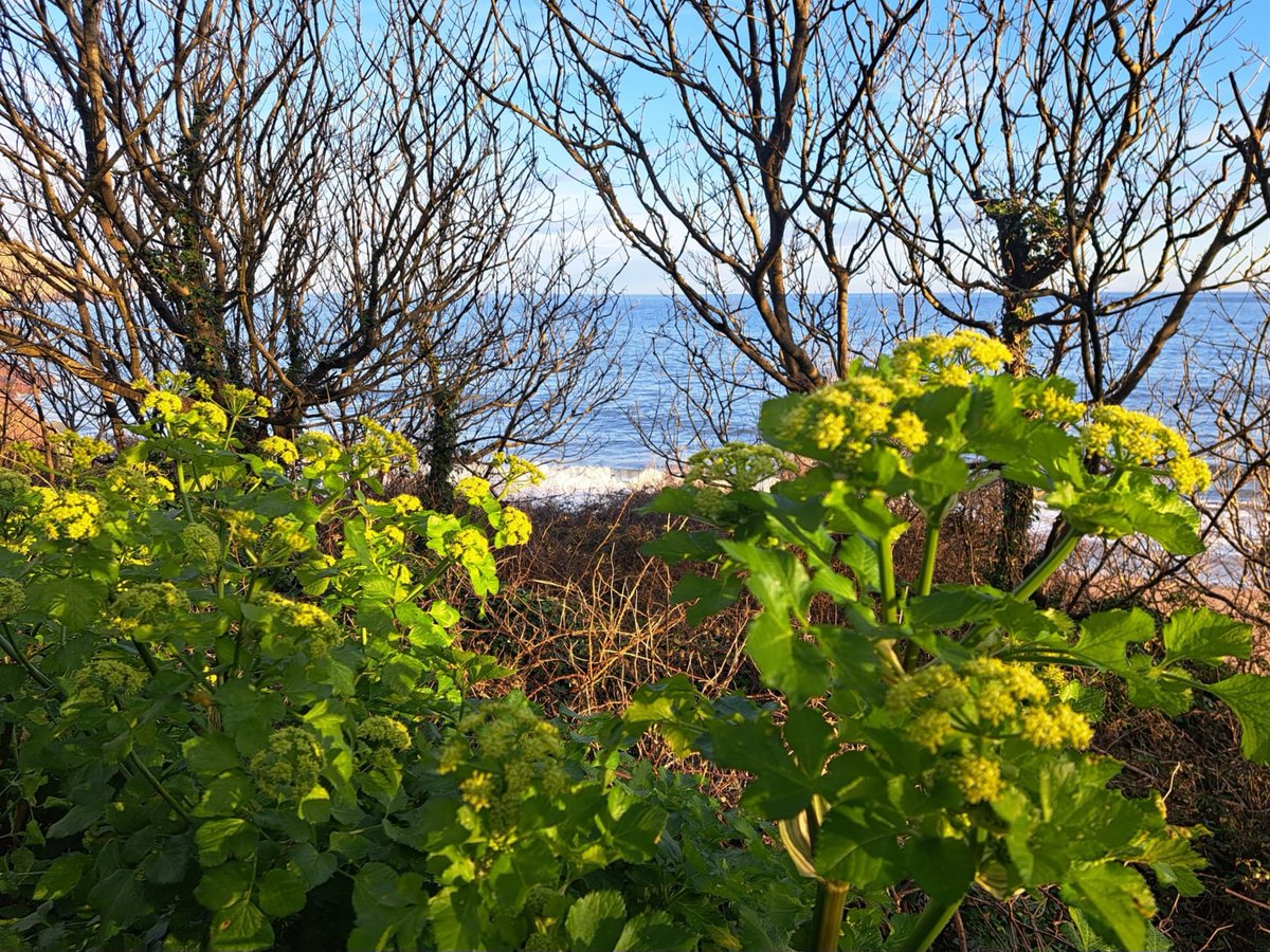 Lime zest Alexanders, putting the zing into Spring. #wildflowerhour #signsofspring