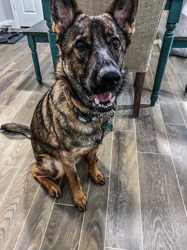 theshellbelle's tweet photo. Happy birthday baby girl! #GSD #SableLady https://t.co/Qyhge4VN1u