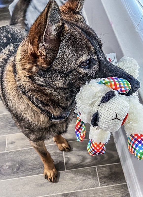theshellbelle's tweet photo. Happy birthday baby girl! #GSD #SableLady https://t.co/Qyhge4VN1u