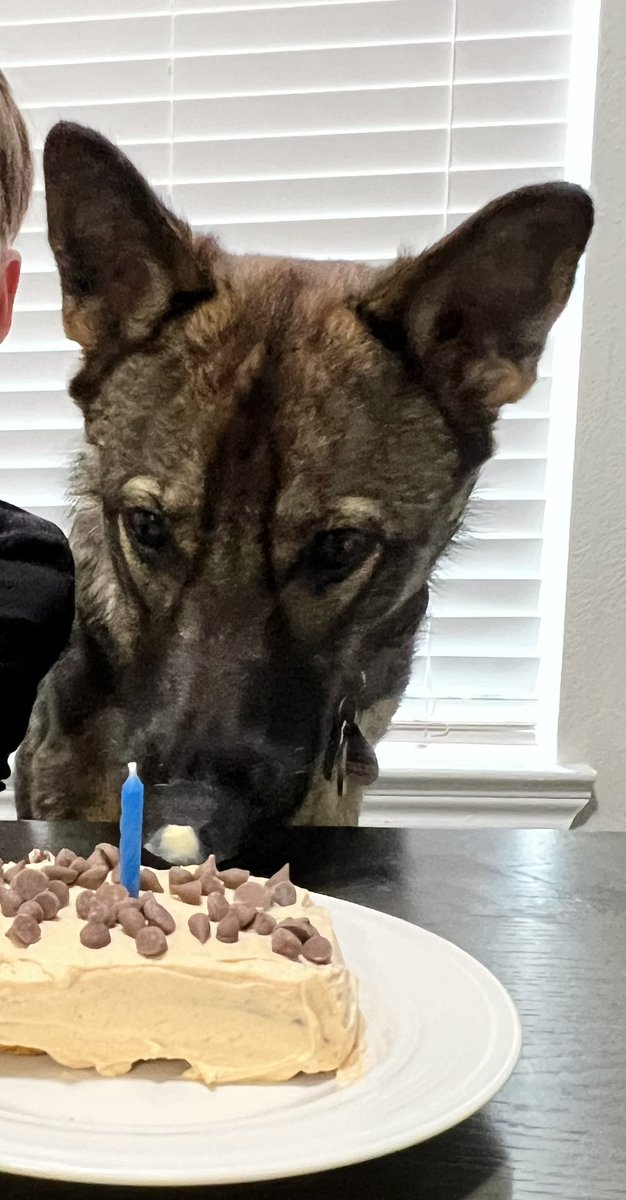 theshellbelle's tweet photo. Happy birthday baby girl! #GSD #SableLady https://t.co/Qyhge4VN1u
