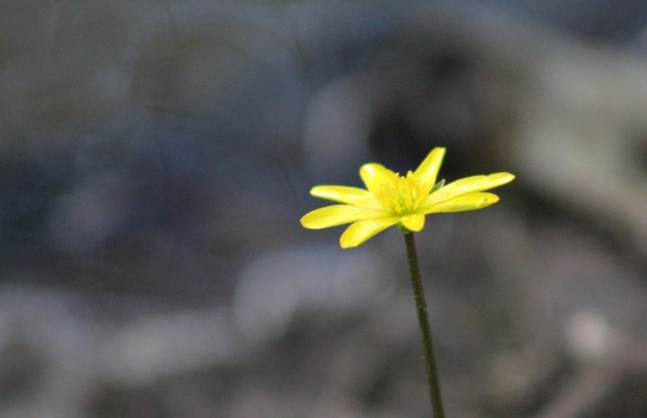 Lesser #Celadine known as 'Gráinne' in Irish. #Gráinne being the #Irish Gaelic name for 'Sun'.  A #flower to signify the start of #Spring. Lesser Celadine now in flower across #damp #meadows &amp; #woodlands in #Enfield &amp; North #London  #Wildflowerhour #Signsofspring #Whitewebbs #sun