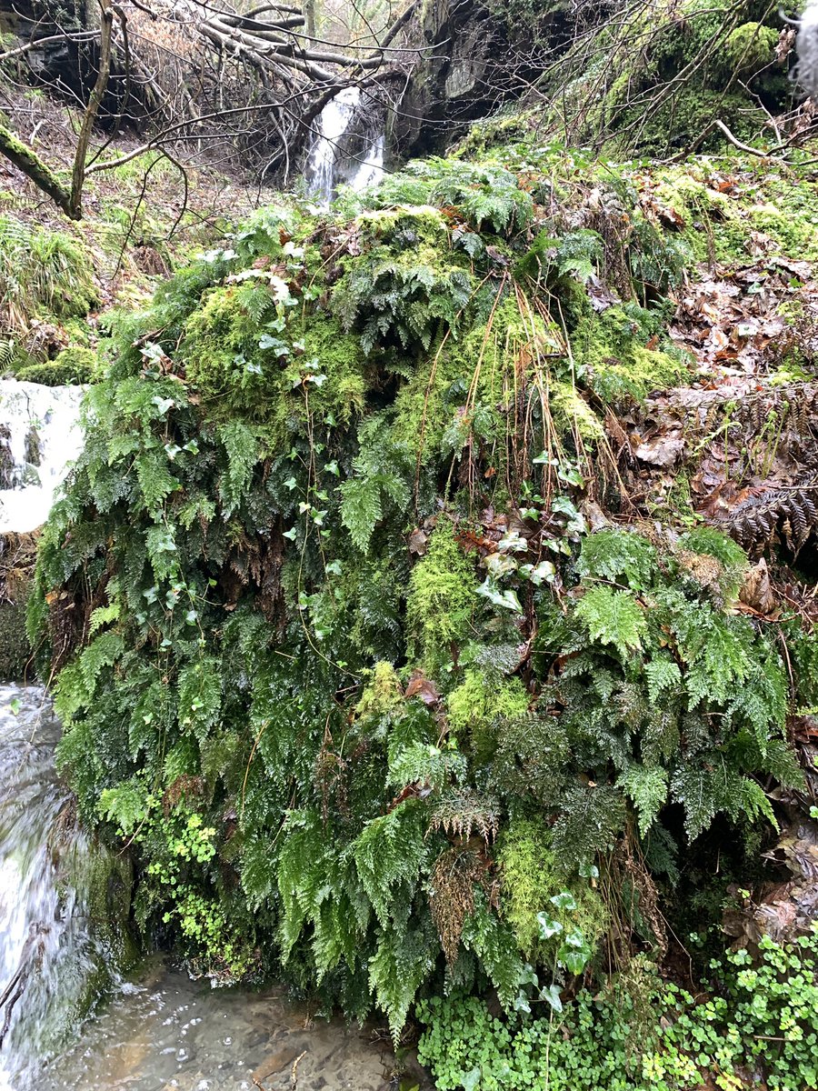 BrambleBotanist's tweet image. An excellent week in the temperate rainforests of Cornwall monitoring the SW populations of Killarney Fern Trichomanes speciosum. They’re so much larger, broader and further creeping than the northern plants. Good amounts of regen from gametophyte too. #Wildflowerhour