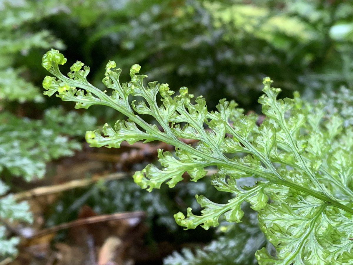 BrambleBotanist's tweet image. An excellent week in the temperate rainforests of Cornwall monitoring the SW populations of Killarney Fern Trichomanes speciosum. They’re so much larger, broader and further creeping than the northern plants. Good amounts of regen from gametophyte too. #Wildflowerhour