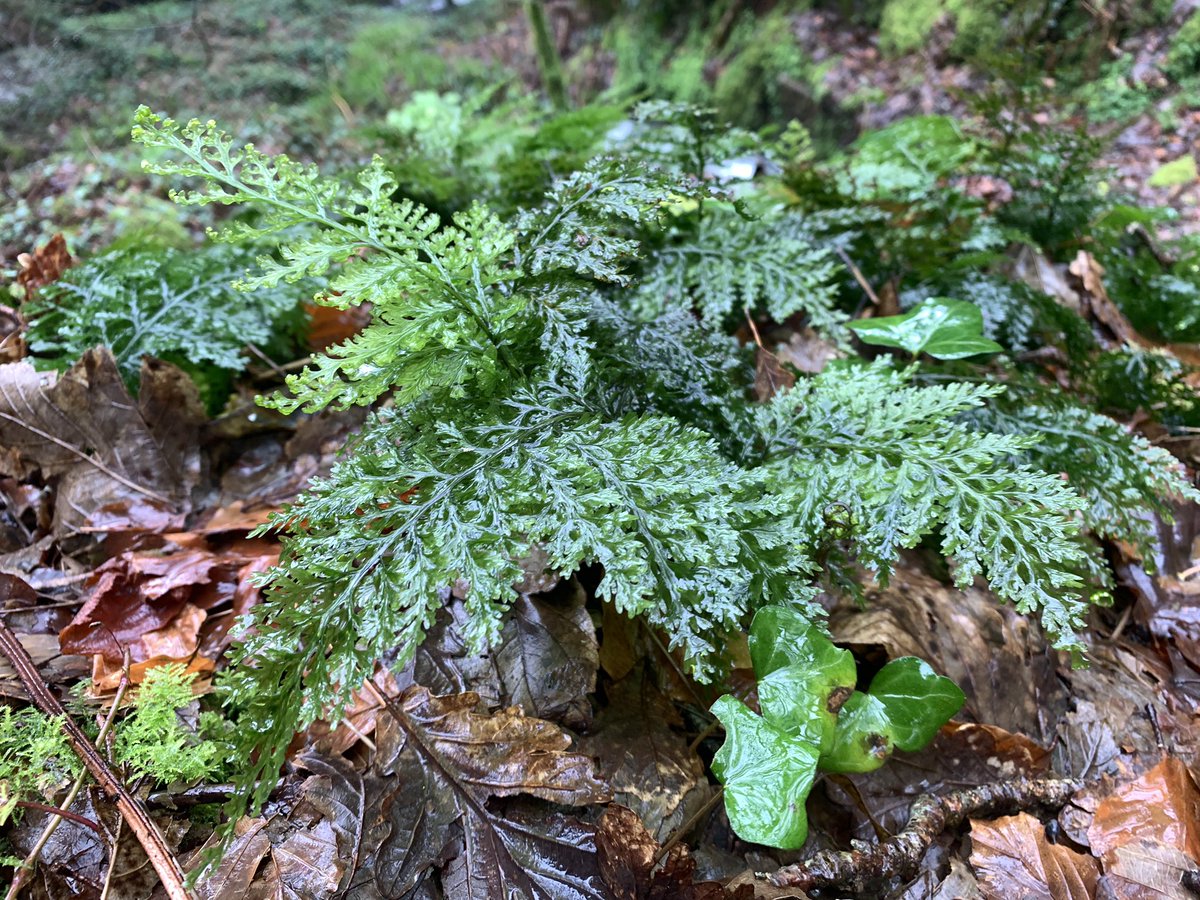 BrambleBotanist's tweet image. An excellent week in the temperate rainforests of Cornwall monitoring the SW populations of Killarney Fern Trichomanes speciosum. They’re so much larger, broader and further creeping than the northern plants. Good amounts of regen from gametophyte too. #Wildflowerhour
