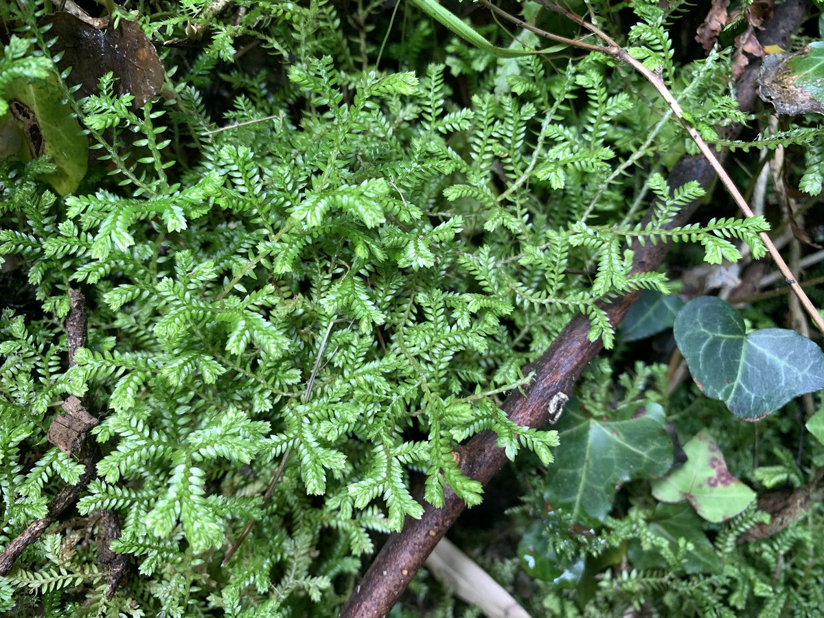 BrambleBotanist's tweet image. …Diaphanous Bladder-fern Cystopteris diaphaena, Krauss’ Spikemoss Selaginella kraussiana, Tunbridge Filmy-fern Hymenophyllum tunbrigense, Hazel Gloves Hypocreopsis rhododendri (a weird specialist of temperate rainforest)…