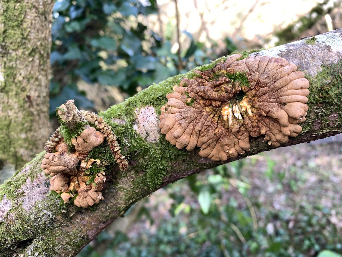 BrambleBotanist's tweet image. …Diaphanous Bladder-fern Cystopteris diaphaena, Krauss’ Spikemoss Selaginella kraussiana, Tunbridge Filmy-fern Hymenophyllum tunbrigense, Hazel Gloves Hypocreopsis rhododendri (a weird specialist of temperate rainforest)…