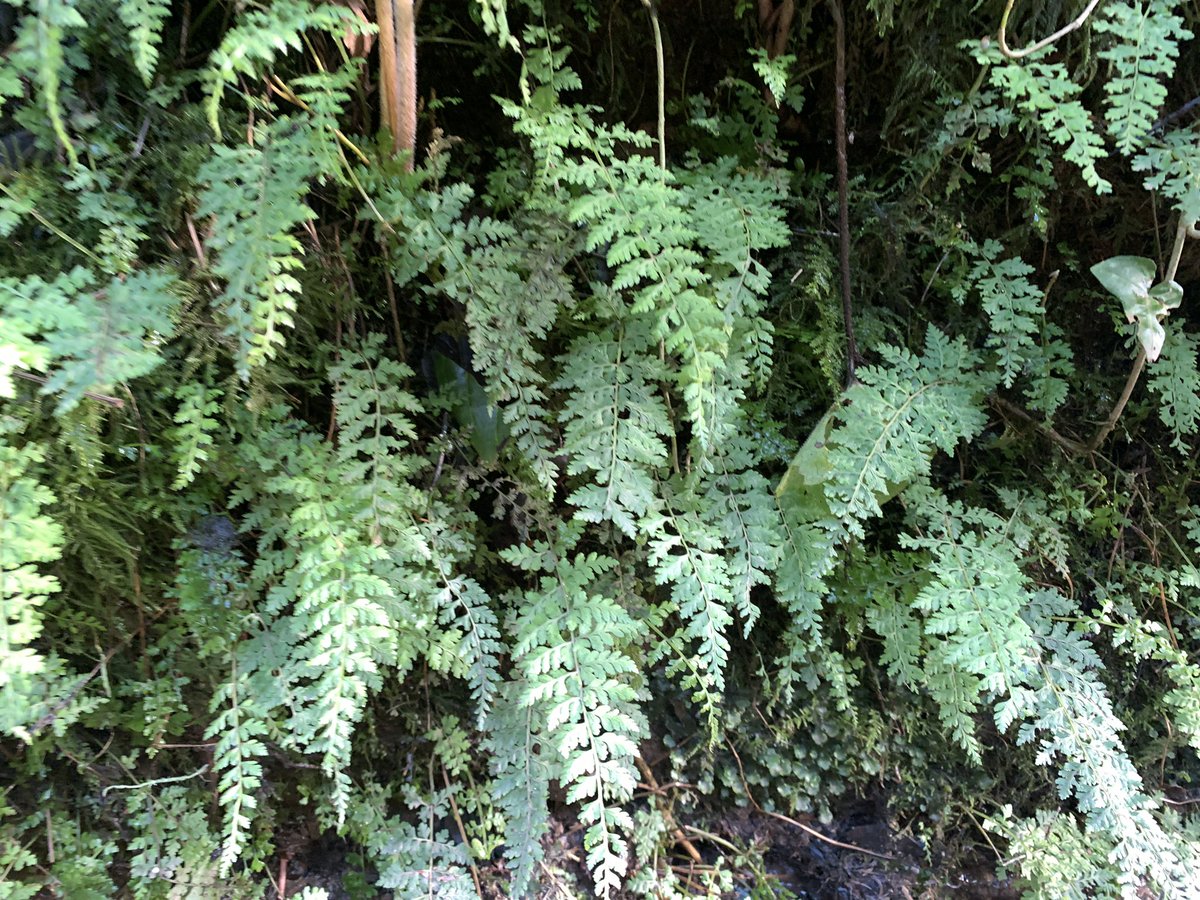 BrambleBotanist's tweet image. …Diaphanous Bladder-fern Cystopteris diaphaena, Krauss’ Spikemoss Selaginella kraussiana, Tunbridge Filmy-fern Hymenophyllum tunbrigense, Hazel Gloves Hypocreopsis rhododendri (a weird specialist of temperate rainforest)…