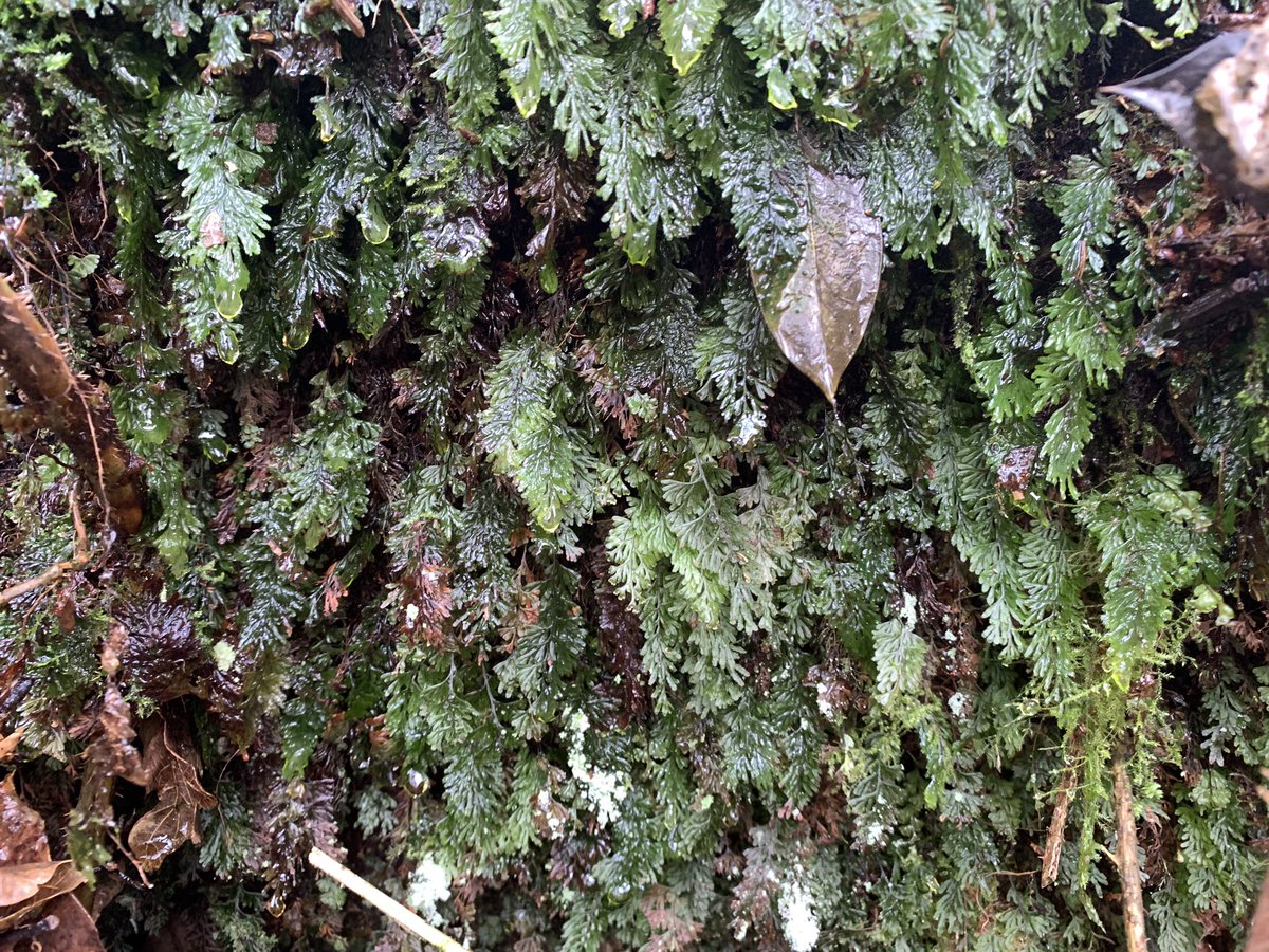 BrambleBotanist's tweet image. …Diaphanous Bladder-fern Cystopteris diaphaena, Krauss’ Spikemoss Selaginella kraussiana, Tunbridge Filmy-fern Hymenophyllum tunbrigense, Hazel Gloves Hypocreopsis rhododendri (a weird specialist of temperate rainforest)…