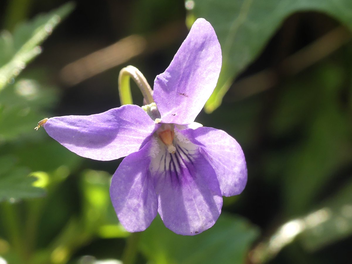 Early Dog Violet, another 'first this year' species for me. Plumpton, East Sussex #wildflowerhour