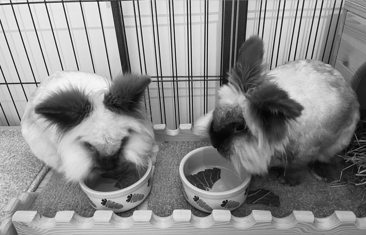 Photo from a couple of years ago that came up on my phone memories I like the black and white image Fluffy and Apple on their drawbridge having a snack @bunnyobserver