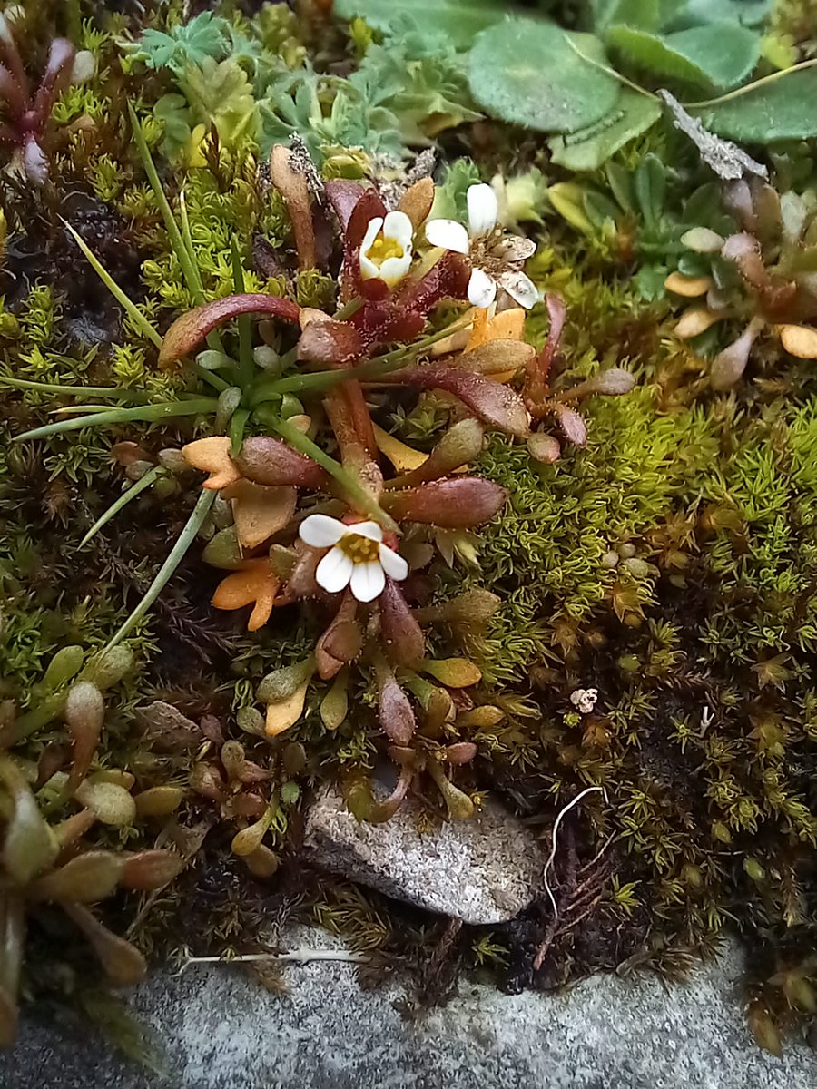 Neil Forbes (@treebeard_793) on Twitter photo The (twice) wonderfully named Rue-leaved Saxifrage, Saxifraga tridactylites. #SignsOfSpring for #WildflowerHour , although it's actually been in flower since mid-December on some local sites 😁
plantatlas2020.org/atlas/2cd4p9h.…
<a href="/ntarnsidesilver/">NT Arnside and Silverdale</a>
@ArnsideSilverNL The (twice) wonderfully named Rue-leaved Saxifrage, Saxifraga tridactylites. #SignsOfSpring for #WildflowerHour , although it's actually been in flower since mid-December on some local sites 😁
plantatlas2020.org/atlas/2cd4p9h.…
<a href="/ntarnsidesilver/">NT Arnside and Silverdale</a>
@ArnsideSilverNL