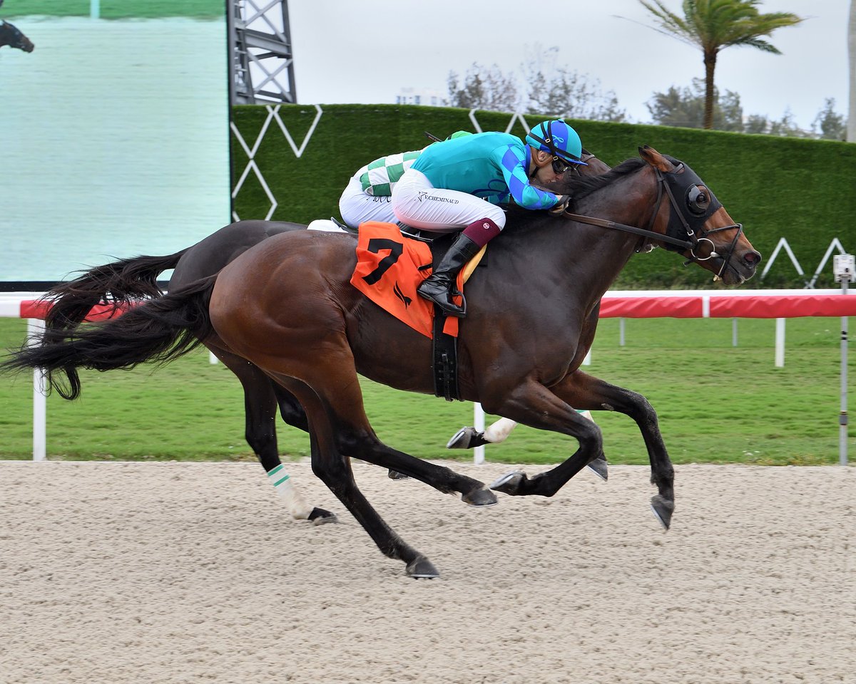Brees outfinishes Homestead to score in race 7, <a href="/VCheminaud/">Cheminaud vincent</a> in the stirrups for trainer <a href="/Claudemcgaughey/">Claude McGaughey</a> and owner Courtlandt Farms. #GulfstreamPark #ChampionshipMeet