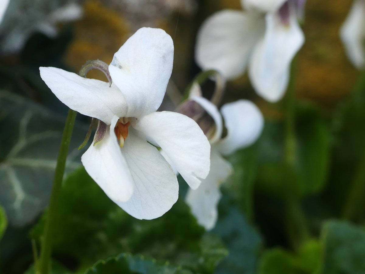 Sweet Violets at East Chiltington churchyard, East Sussex #wildflowerhour