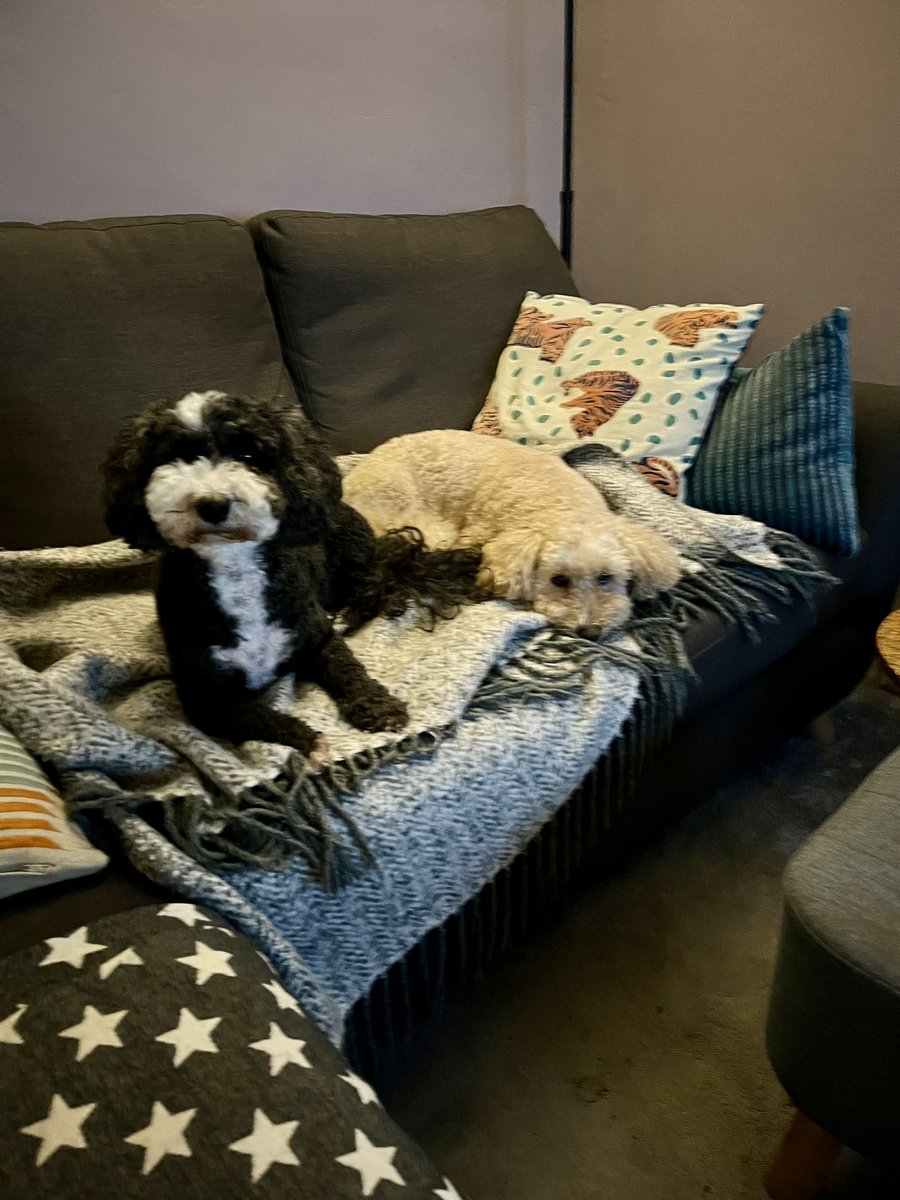 JDPugh76's tweet image. Jem & Molly are rooting for Zen the Jack Russell Terrier for best in show #Crufts2024