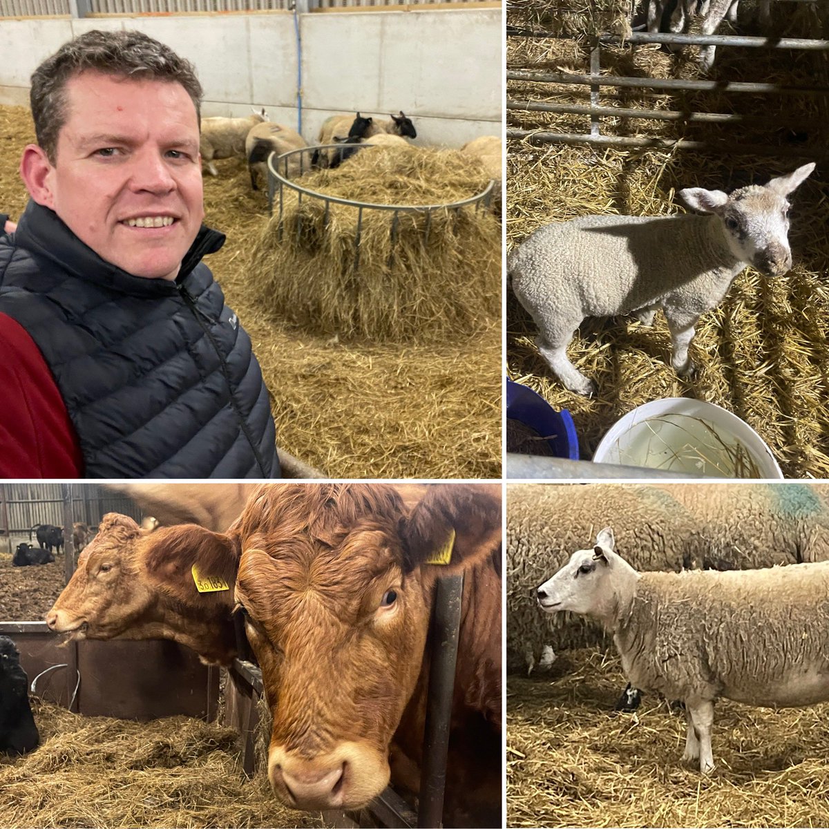 Rownd y stoc cyn nosi. Pob un yn glyd.🙂🐄🐑
All good in the cattle and lambing sheds with my son and father-in-law. Being there always takes me back to my childhood, when all I wanted to be was a vet! 🙂