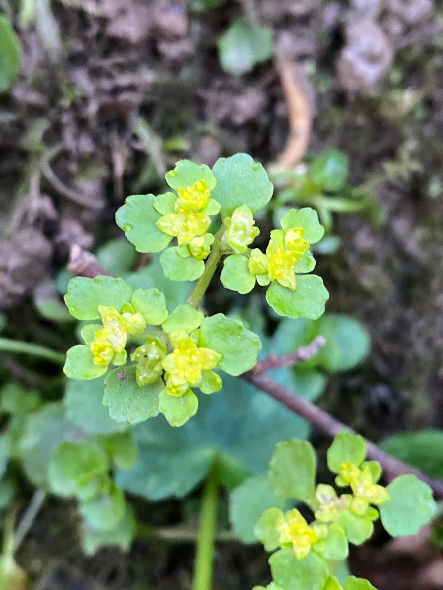 The world is waking up with #SignsOfSpring. I walked in an ancient wood tonight where Wood Anemone, Wood Sorrel, Barren Strawberry and Opposite-leaved Golden Saxifrage are all beginning to flower. A delicate prelude to the avalanche of Bluebells to come… #WildflowerHour