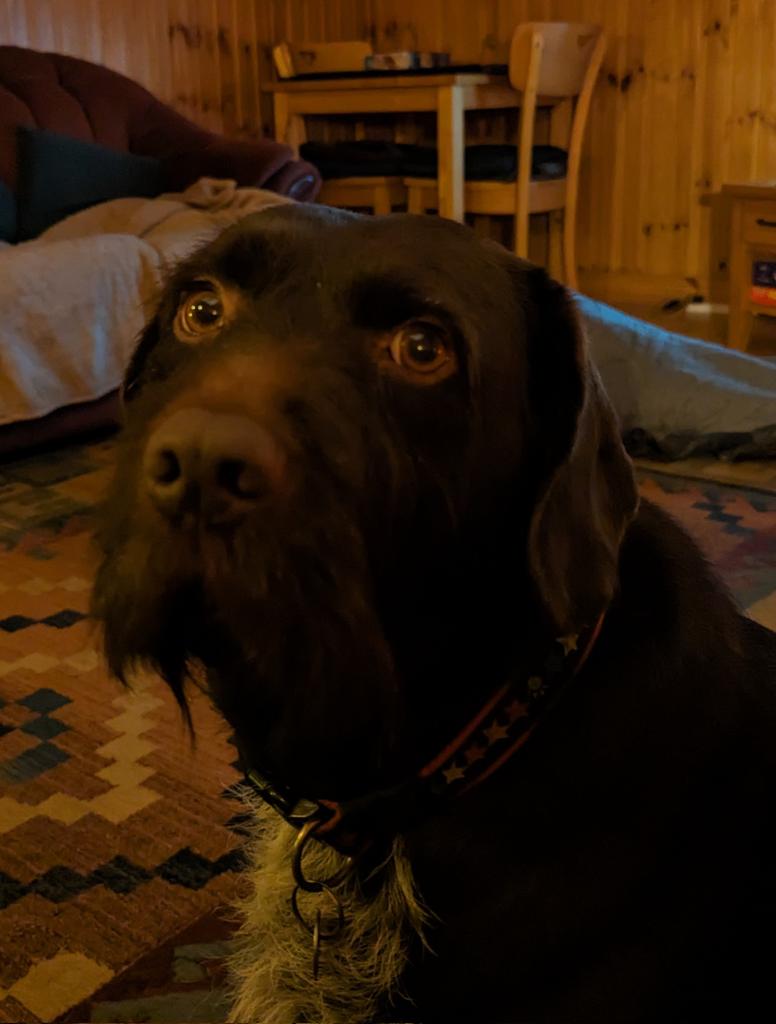 When your dog has an agenda 🤣