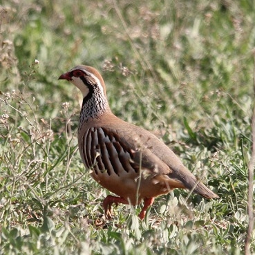 Perdiu roja - Perdiz común
#NaturePhotography #wildlifephotography #fotografía #photography