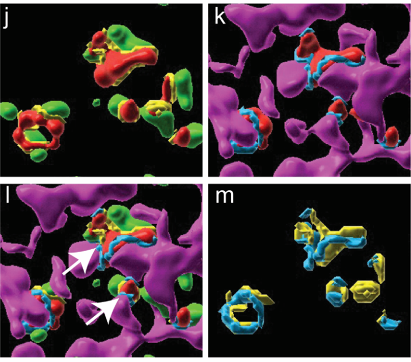 Margarida M Barroso (@barrosolab) on Twitter photo We used surface contact area (SCA) Xtension from <a href="/ImarisSoftware/">Imaris 3D/4D Imaging</a>. SCA between DMT1 and Tf (yellow) and SCA between DMT1 and Tom20 (blue) are detected in close proximity suggesting that DMT1 (red) acts as a bridge between Transferrin (Tf) endosomes (green) and Tom20 (magenta) We used surface contact area (SCA) Xtension from <a href="/ImarisSoftware/">Imaris 3D/4D Imaging</a>. SCA between DMT1 and Tf (yellow) and SCA between DMT1 and Tom20 (blue) are detected in close proximity suggesting that DMT1 (red) acts as a bridge between Transferrin (Tf) endosomes (green) and Tom20 (magenta)