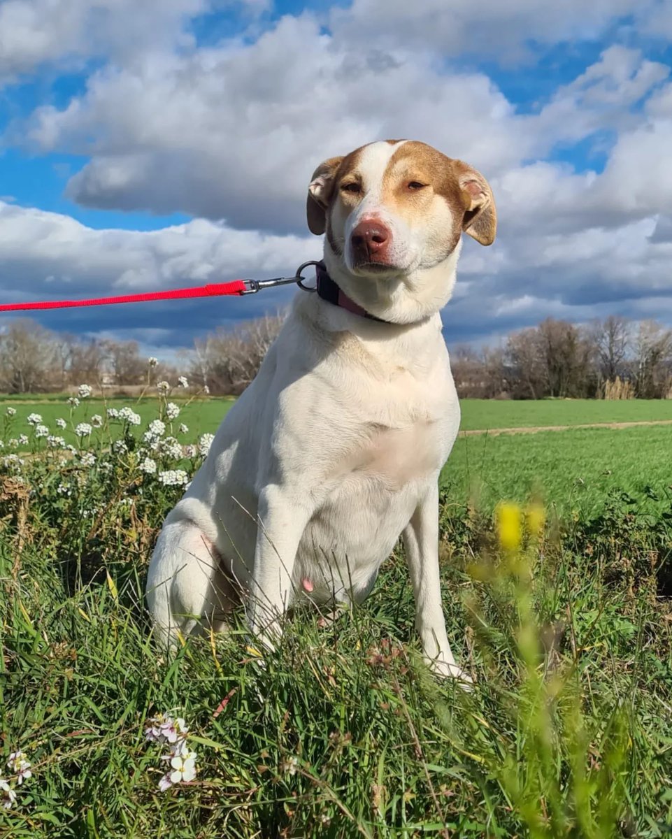 PATICASTAUSTE1's tweet photo. ⭐ CHELA EN ADOPCIÓN ⭐

Chela es un amor, tiene muchos miedos que va superando poco a poco, pero es muy tranquila y muy buena.
¡Ven a conocerla!

✔️ Hembra
✔️ Mestiza
✔️ 5 años
✔ 27 kg
✔️ Tamaño mediano.
✔️ Vacunada, desparasitada, esterilizada.
➡️ Se entregará con contrato. https://t.co/C7IvfLQQWo
