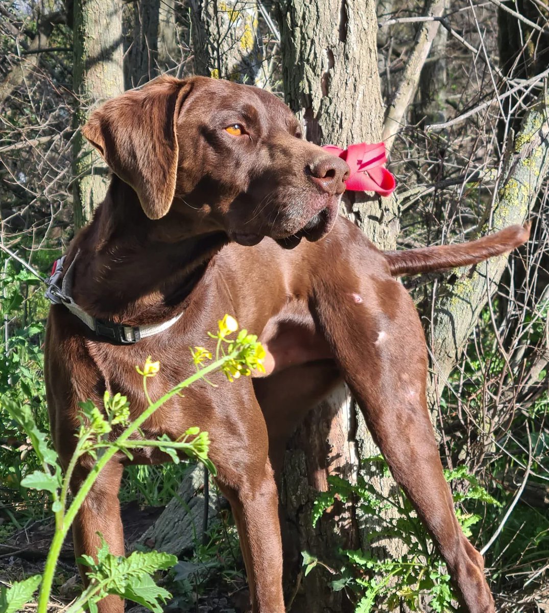 PATICASTAUSTE1's tweet photo. ⭐ PIPER EN ADOPCIÓN ⭐

Un perro de 10: bueno, obediente, pasea genial, guapísimo, supercariñoso, Es el perro perfecto.

✔️ Macho
✔️ Braco
✔️ 3 años
✔️ Tamaño grande
✔️ 22 kg
✔️ Vacunado, desparasitado, negativo, castrado.
➡️ Se entregará con contrato.
➡️ CONTACTO por privado. https://t.co/rQ60azqfia