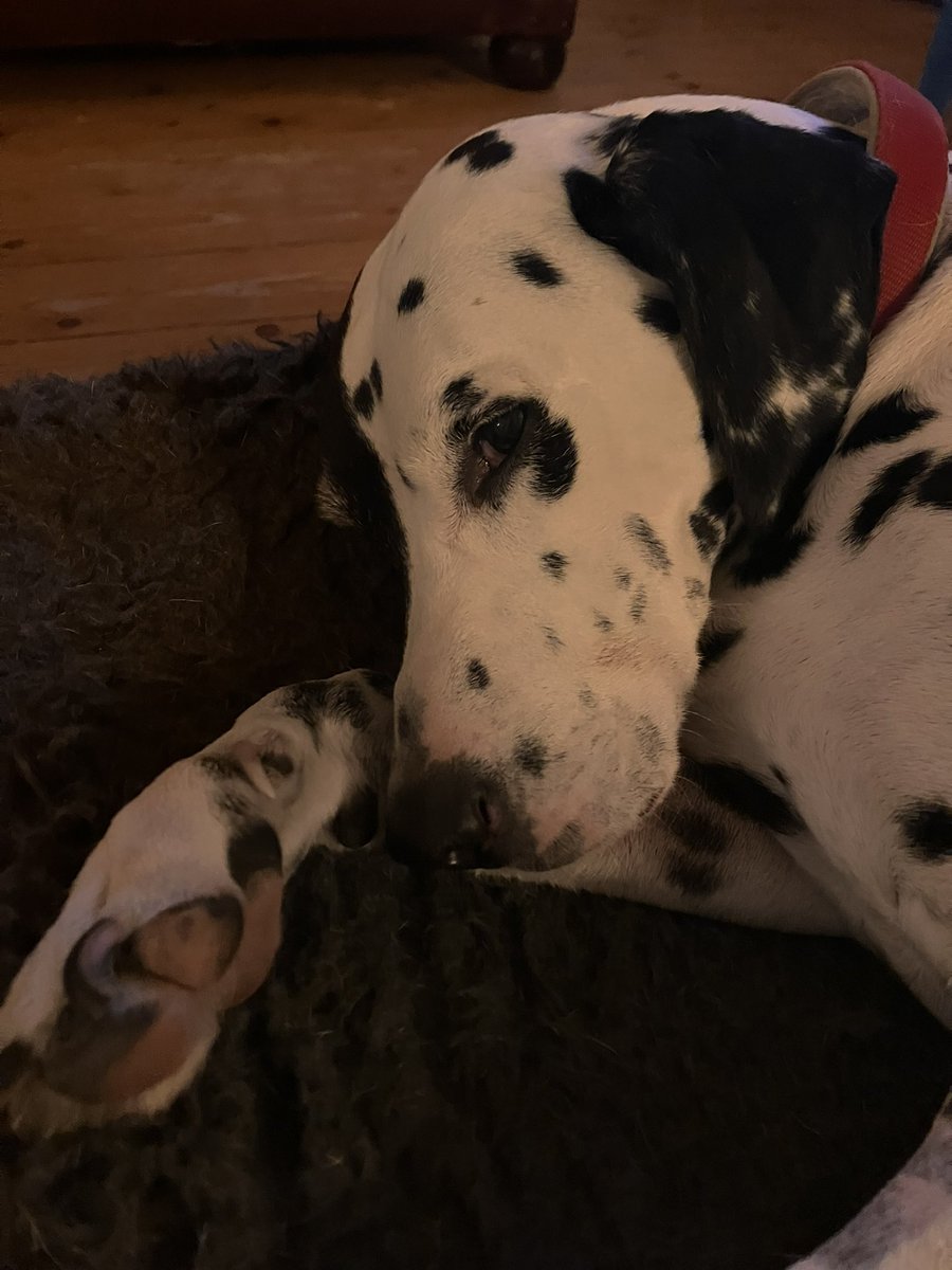 obriename's tweet photo. My best in show! #Crufts2024 #Murphy https://t.co/tCgTdypEl2