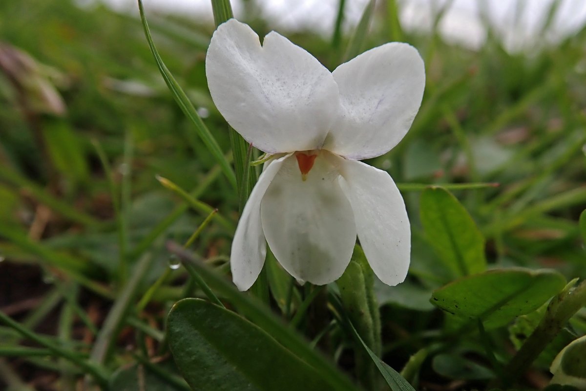 My most recent #SignsofSpring for #WildflowerHour this week were Common cornsalad and the white-flowered Sweet violet (Viola odorata var dumetorum).