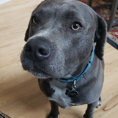 austinanimals's tweet photo. #HomeToHome Courtesy Post

Sissy has been described as the sweetest, smartest dog who is housetrained, obedient, and loves to be a couch potato. 

Learn more and reach out to her current owner here: https://t.co/HfbfhFmwBw https://t.co/Lb3jBlDOgR
