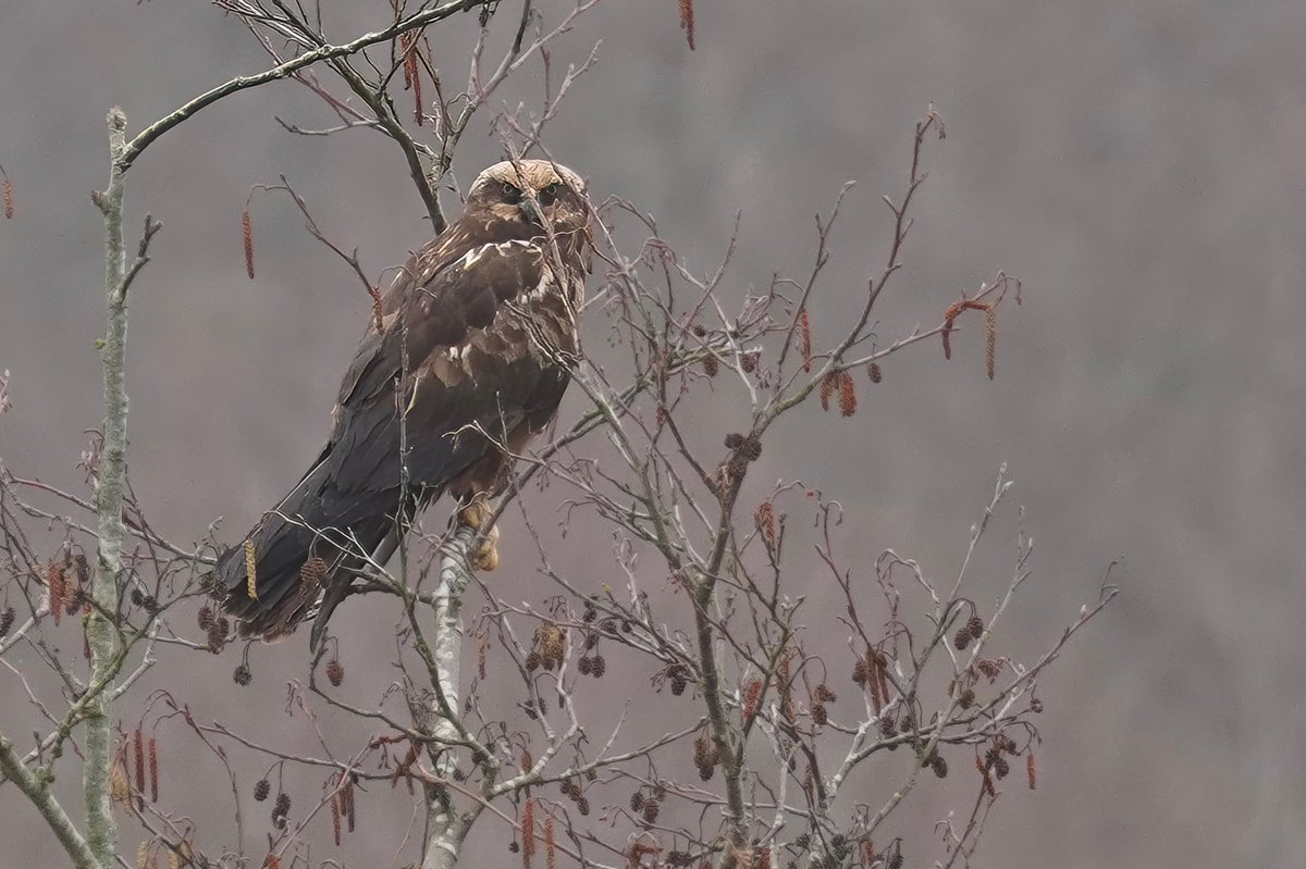 Beautiful Marsh Harrier today trying to hide behind a twig! @RSPBMinsmere @SuffolkBirdGrp @BTO_Suffolk