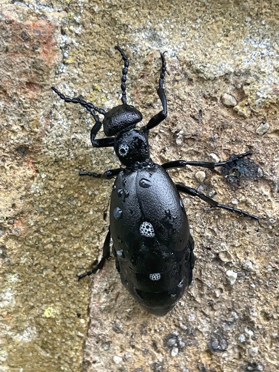 Spring cleaning today, washing some dirty windows, only to discover this huge Oil Beetle heading up the wall splattered with soapy water. Oops! Lots of them about in the garden today, a little shinier than they were perhaps! @HantsIWWildlife @LGSpace @Naturalcalendar #nature