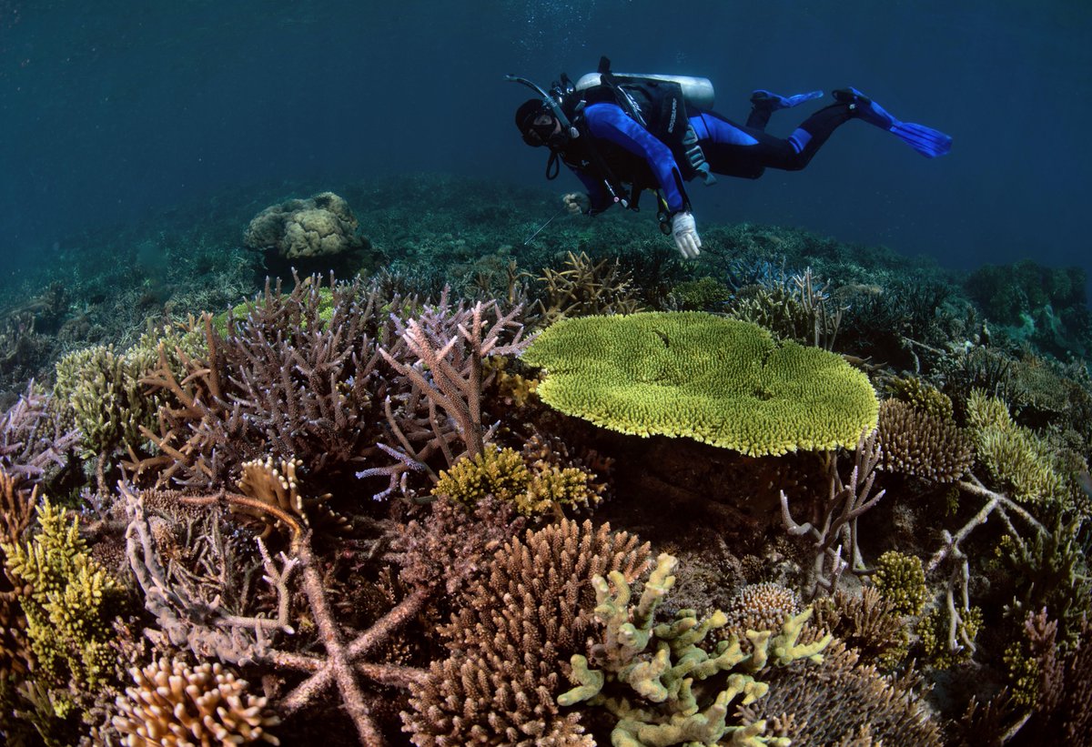 Good news for coral reef restoration efforts: Study finds “full recovery” of reef growth is possible within four years. Read more in @CurrentBiology: cell.com/current-biolog… @InesLange9 @theoceanagency